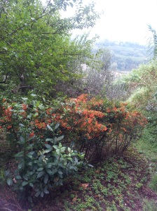 September Hawthorn berries on the edge of our upper terrace. Picture J Finnigan