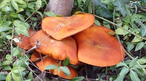 Inedible fungi in our garden. Phot P Finnigan