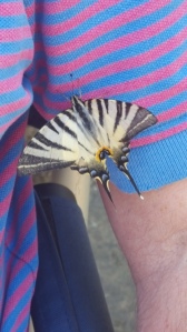 Giant Swallow Tail Butterfly with my man at aperitivo time. Foto J Finnigan